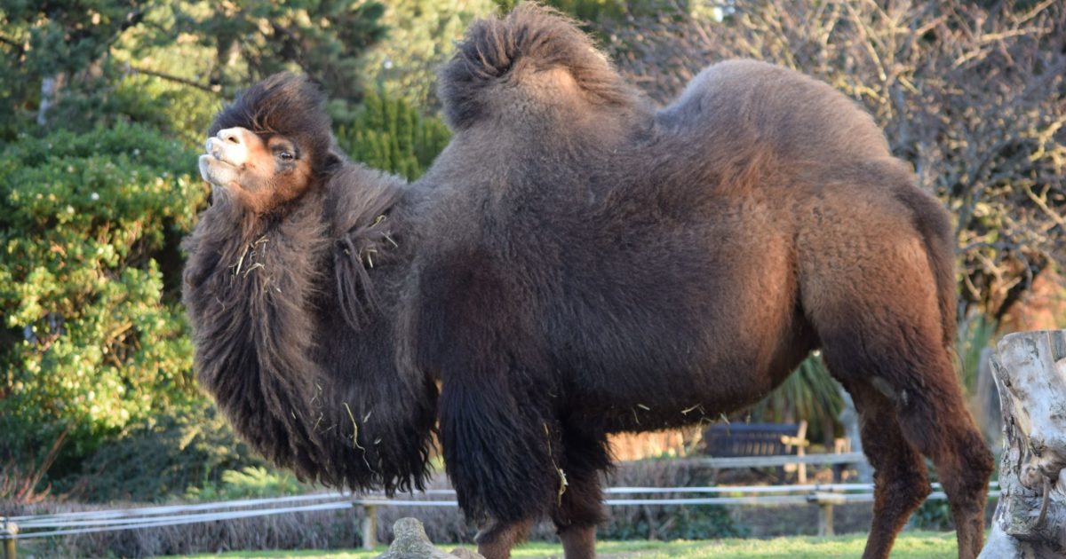 Bactrian Camel | Welsh Mountain Zoo