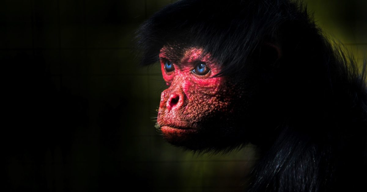 Red-faced Spider Monkey | Welsh Mountain Zoo