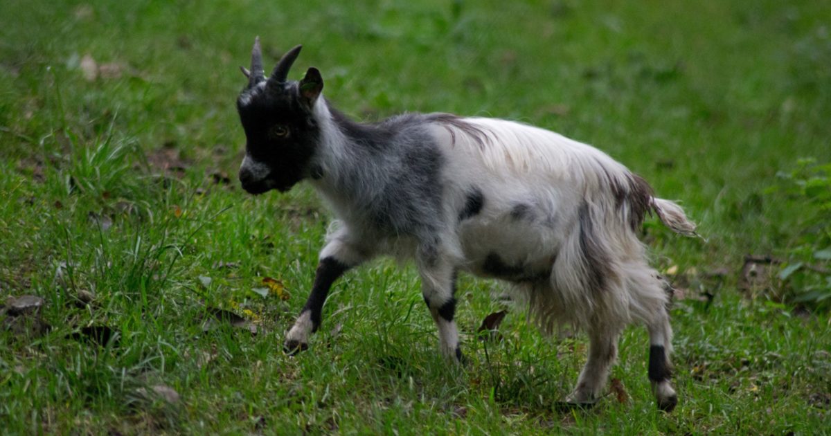 Welsh Mountain Goat | Welsh Mountain Zoo