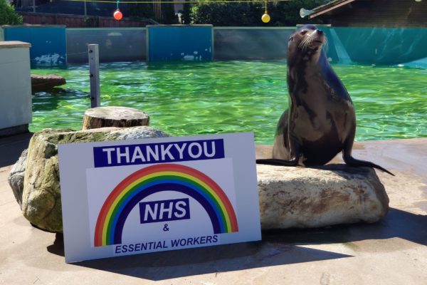 ANIMALS GET CLAPPY FOR WONDERFUL NHS & ESSENTIAL WORKERS
