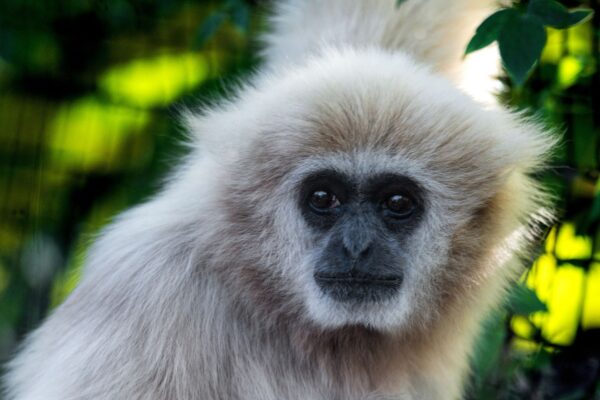 A Valentine’s Day Surprise: Oreo the Lar Gibbon Makes Her Debut