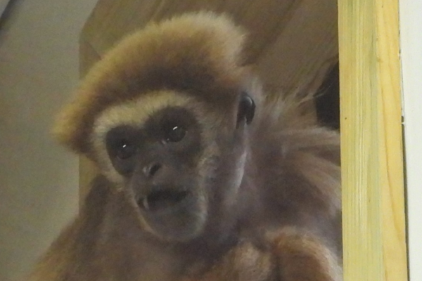 A Valentine’s Day Surprise: Oreo the Lar Gibbon Makes Her Debut